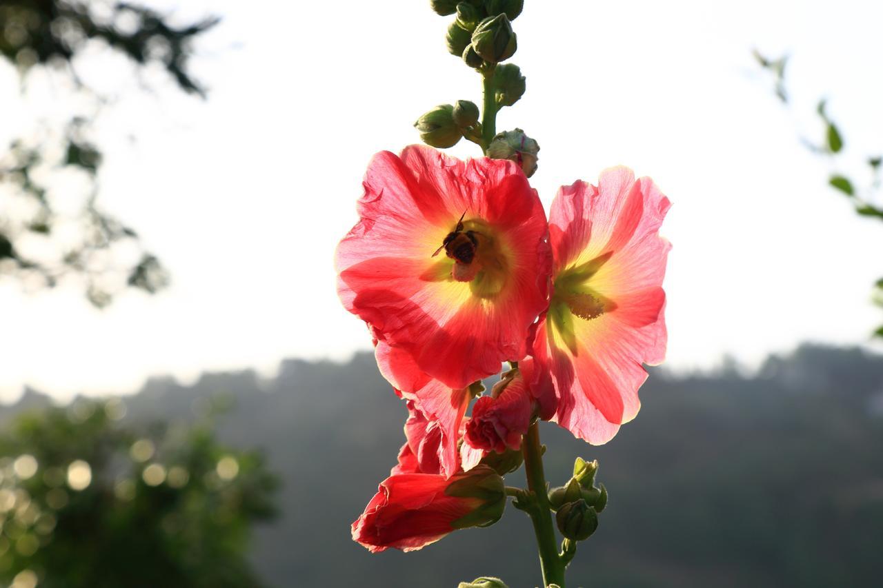 Chirping Orchard, Mukteshwar Bed & Breakfast Exterior photo